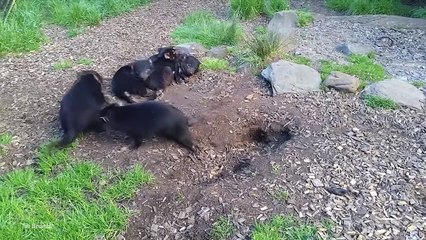 15 Unusual Species Only Found on Islands