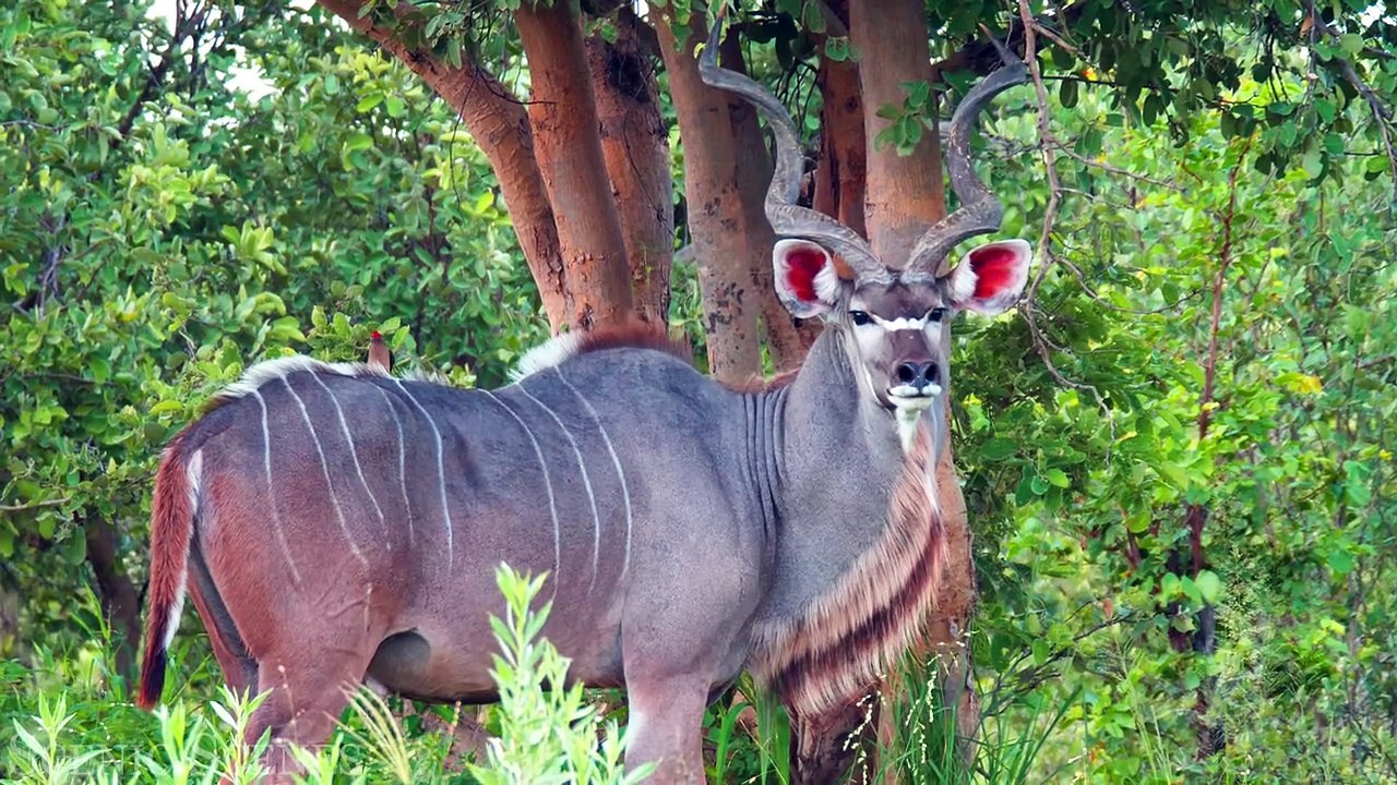 African Animals In 4K - The Great African Wildlife ｜ Scenic Relaxation Film