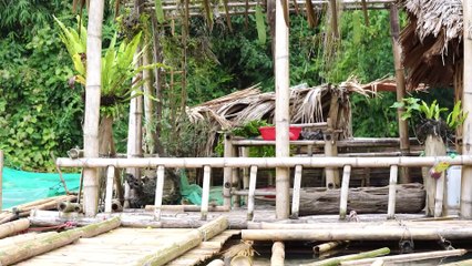 EP.402 - Construindo grades de bambu para abrigo, pesca, cozinha