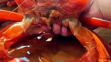 Crabzilla Feast: Cooking a Huge Crab in the Wilderness! 🦀🌳