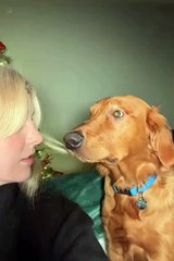Cute animals😂funny dog #shortsvideo #cutespets #cuteanimls #funnydogs