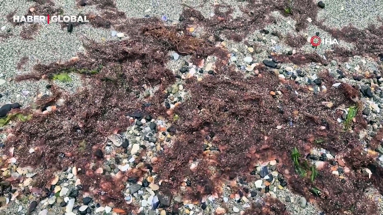 Marmara Denizi'nin Tekirdağ kıyılarında lodos sonrası kızıl yosun istilası