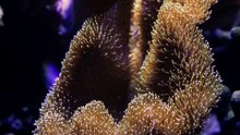 Incredible Octopus Facts, Colour-Changing Geniuses of the Deep Sea!