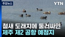 철새 도래지에 둘러싸인 제주 제2 공항 예정지 / YTN