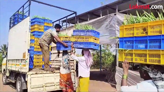 ऊस उत्पादक शेतकऱ्यांचे रोप लावणीला प्राधान्य, ऊस रोपवाटिकांमध्ये रोपे खरेदीसाठी गर्दी...