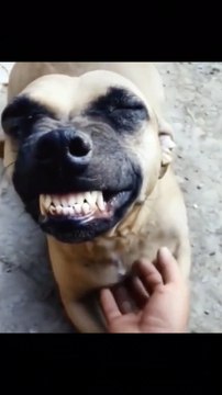 The perfect smile, have you learned it? 😁😁 #dog #dogs #dogsofttiktok #cutepetshow #cute #pet #pets #puppy #puppytiktok #animals😆 #petlover #funny #cutepetshow #fyp😛 #foryou #viral #tiktok