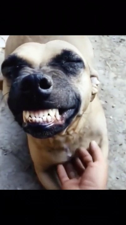 The perfect smile, have you learned it? 😁😁 #dog #dogs #dogsofttiktok #cutepetshow #cute #pet #pets #puppy #puppytiktok #animals😆 #petlover #funny #cutepetshow #fyp😛 #foryou #viral #tiktok