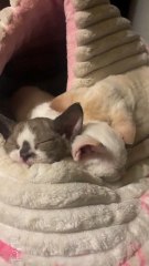 Smol ones slept through NYE