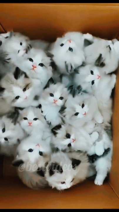 cats playing