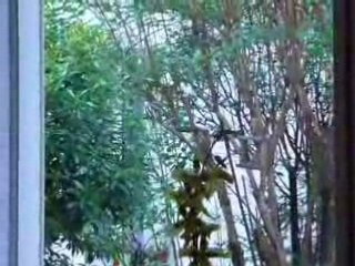 Laissons papoter les mésanges