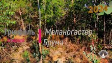 Трюфель ложный.Меланогастер Брума.Тихая охота.