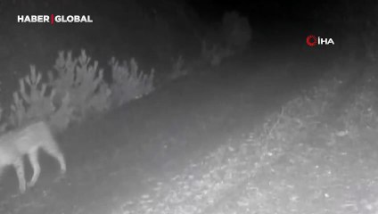 Çankırı’da yaban hayvanları kamerada