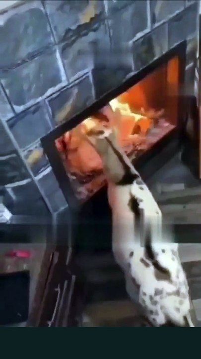 Une chèvre vraiment bête
