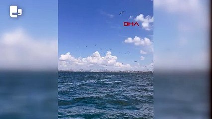 Marmara Denizi'nde yunusun 'Yavru öldürme' davranışı bilimsel makaleye konu oldu
