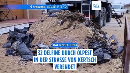 Mehr als 30 Delfine durch Ölpest in Südrussland gestorben