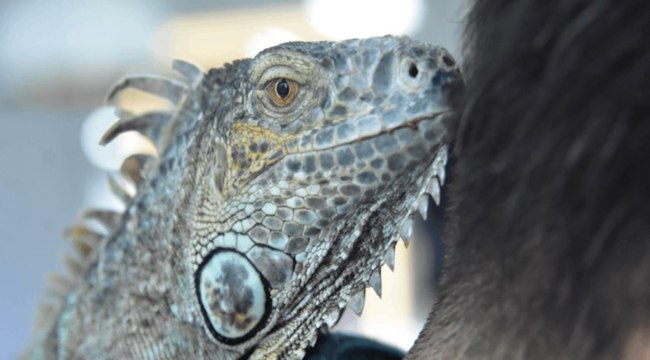 Konya'daki kuaför müşterilerini iguana ile tıraş ediyor