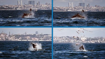 Marmara Denizi'nde yunusun 'Yavru öldürme' davranışı bilimsel makaleye konu oldu