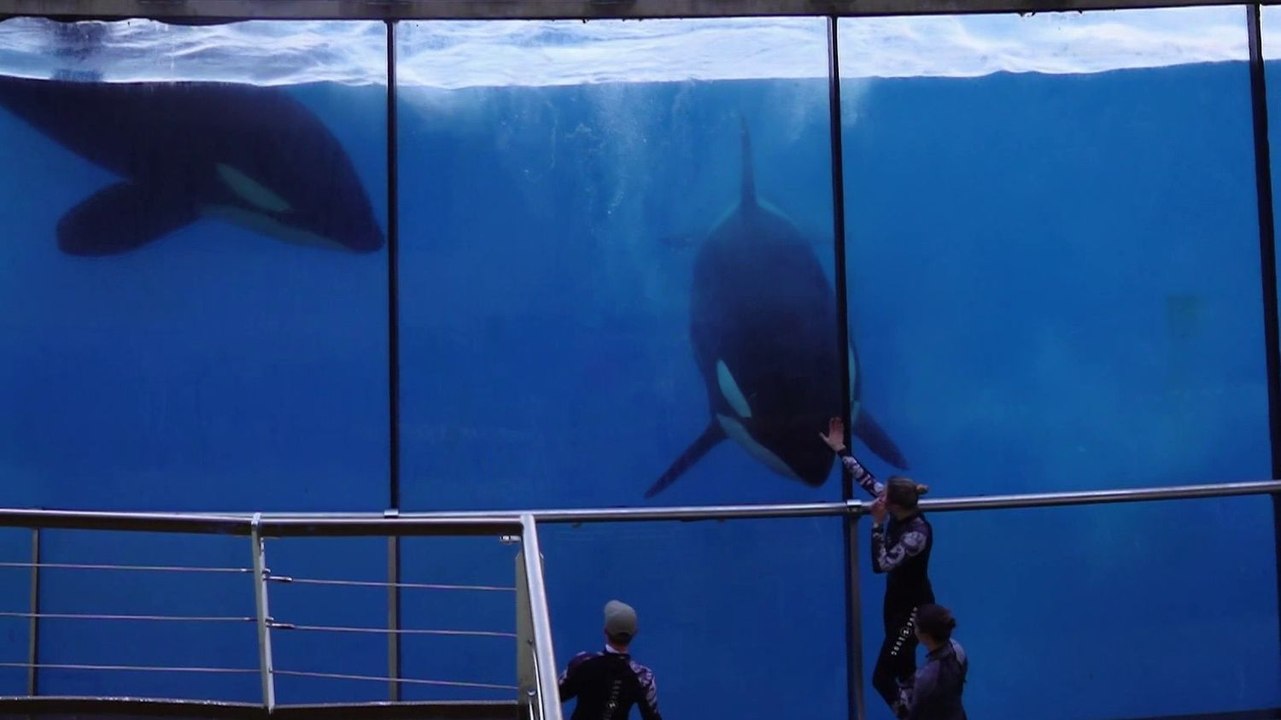Marineland : le parc aquatique tire sa révérence
