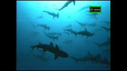 Todo lo que debes saber sobre: Los Tiburones - Documental (2006) - Español Latino *Episodio 5