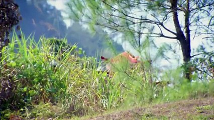 The Kung Fu Beauty Defeats All the Sects in the World on Her Own