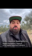 piantiamo gli alberi nuovi degli ulivi