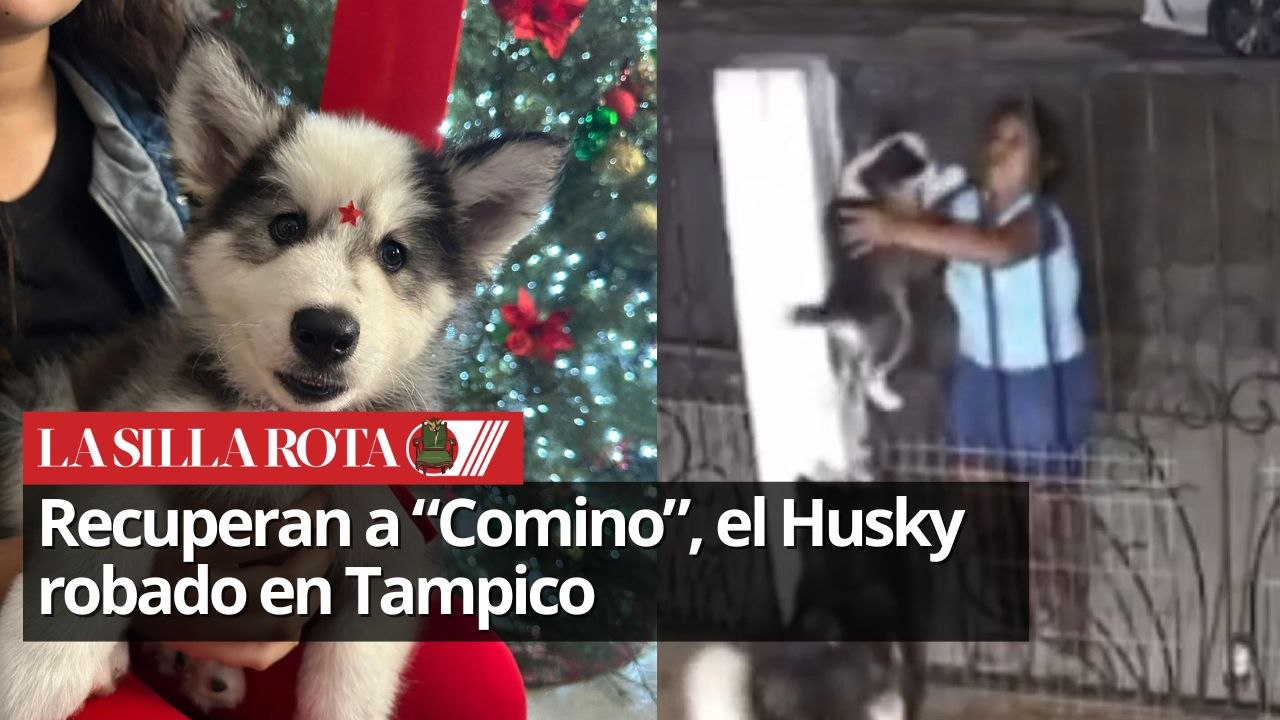 "Comino" el Husky robado y vendido por 200 pesos, vuelve a casa