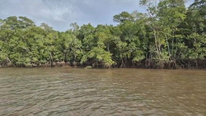 Turismo responsable y biodiversidad: La joya del Golfo de Montijo en Veraguas