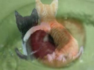 Images animaux-converses