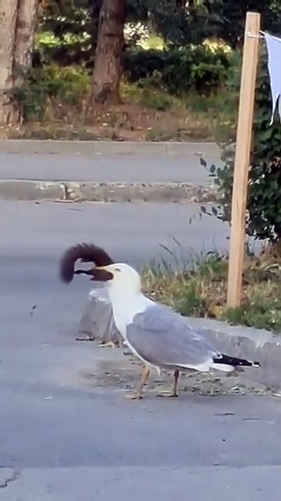 Abnormal behavior of a bird. A seagull literally swallowed a squirrel. What caused the strange behavior of the bird is unknown