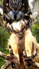 😱The world largest owl #short