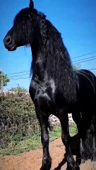 "Majestic Beauty: Stunning Black Horse 🐎 | Powerful Equine Majesty | Graceful Movement | Elegant Strength | Noble Spirit | Horse Lovers' Delight | Beautiful Creatures | Animal Perfection | Equine Art | Nature's Wonder 🌟"