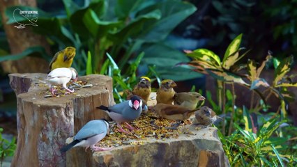1 Hour Of Watching Birds And Squirrels In The Forest Attracts A Cat's Attention - Video For Cats