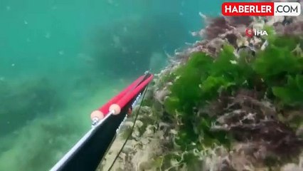 Büyükçekmece'de Denizin Dipinde Korkutan Müsilaj Manzarası