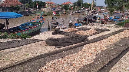 Pakan Ternak dari Limbah Kepiting