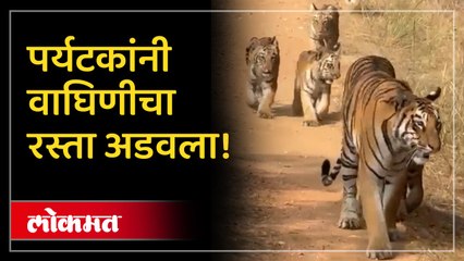 उमरेड कऱ्हांडला अभयारण्यात वाघिणीला अडवलं, 'त्या' आठ जणांवर निलंबनाची कारवाई