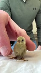 Man Raise button quail