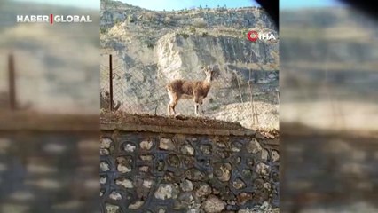 Tunceli'de ilginç manzara: Dağ keçileriyle vatandaşın tebessüm ettiren diyaloğu