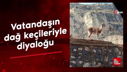 Tunceli'de vatandaşın dağ keçileriyle diyaloğu gülümsetti