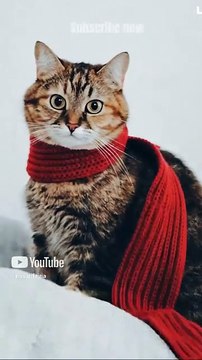 Kucing perang - Marv Animal Heroes #marvel #avengers #mcu #cat #ai