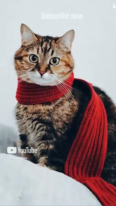 Kucing perang - Marv Animal Heroes #marvel #avengers #mcu #cat #ai