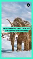 🇷🇺 Un mammouth vieux de 50 000 ans découvert en Russie 🌍
