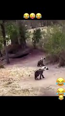 MOMEN FUNNY ANIMALS