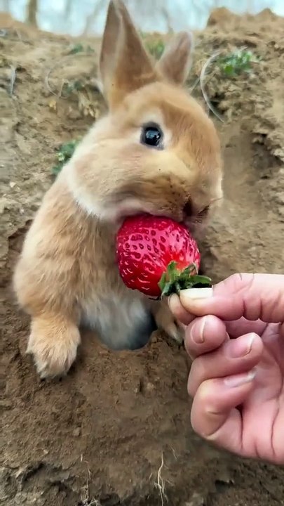 MOMEN FUNNY ANIMALS