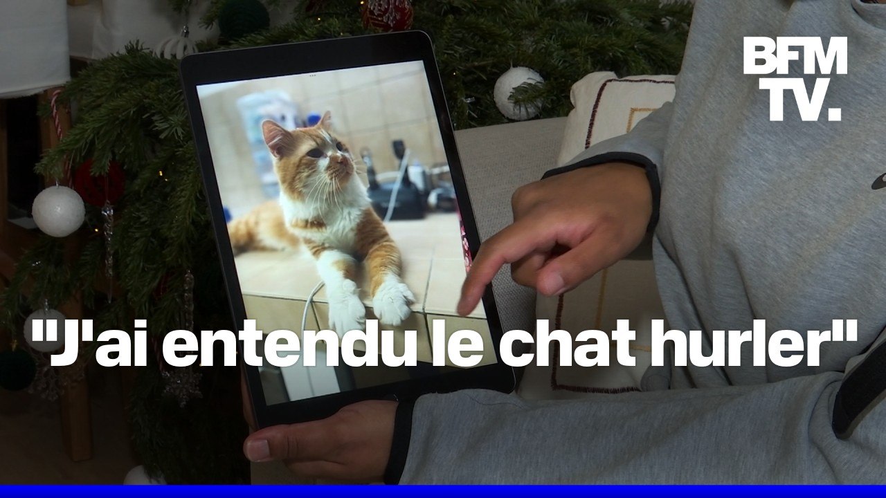 "J'ai compris que ce n'était pas des cris de bagarre de chats": à Bondoufle, dans l'Essonne, des chats sont tués par des chiens dangereux
