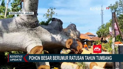 Pohon Randu Gede Ikon Indramayu yang Berumur Ratusan Tahun Tumbang, Begini Usaha Pemindahannya