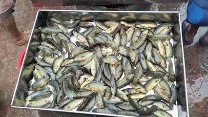 🌊🐟 Dive into the Vibrant World of Indian Fish Markets! 🐟🌊