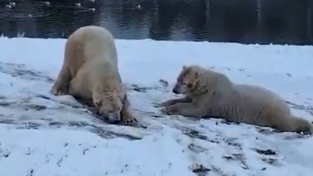 Yorkshire Wildlife Park animals enjoy snowy winter wonderland
