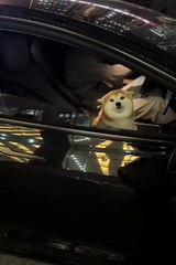 Cute animals😂funny dog #shortsvideo #cutespets #cuteanimls #funnydogs