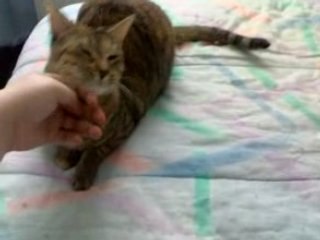 Cupidon Dark angel et piout le 29/04/08