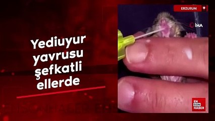 Erzurum'da bitkin halde bulunan yediuyur yavrusu şefkatli ellerde
